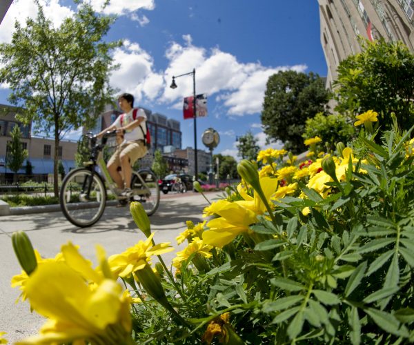 person biking past yellow flowers on BU campus