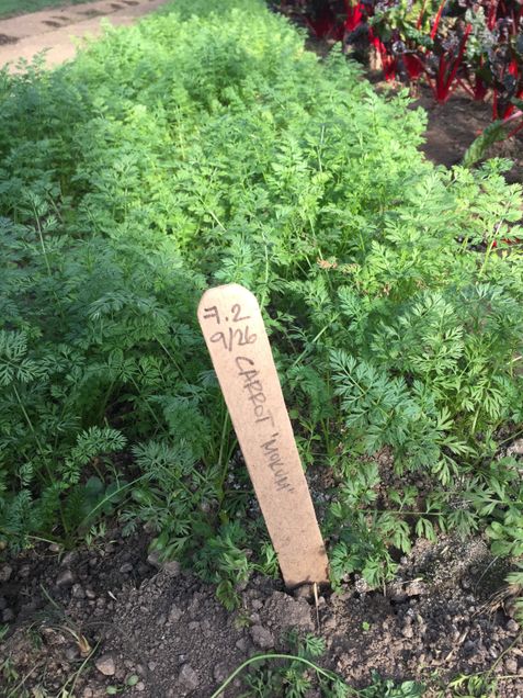 Stone Barns Center for Food Agriculture grows more than 500 varieties of plants