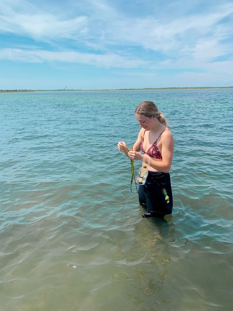 Cecelia studying seagrass on a beach.