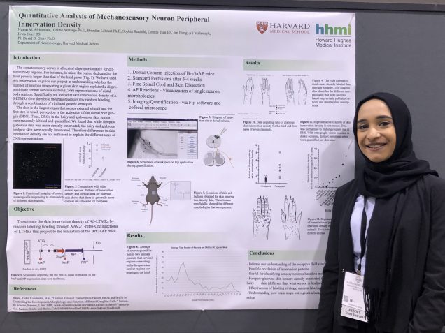 Nusrat presenting her research on the Quantitative Analysis or Mechanosensory Neuron Peripheral Innvervation Density at a conference.