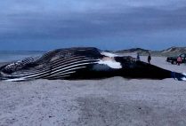 Vector beached whale