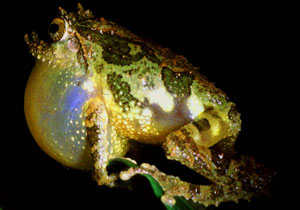 First described by British naturalists in the late 1700s as Theloderma schmarda, this reclusive frog is in need of a new name. Molecular analysis of its DNA has revealed that it’s not in the genus Theloderma at all, but has evolved traits resembling that group.