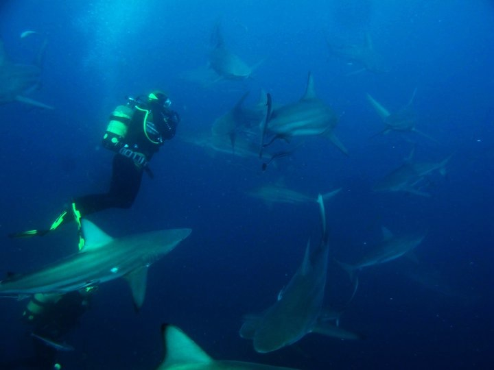 marmet sharks Studying tiger and oceanic blacktip shark behavior during an internship in South Africa.