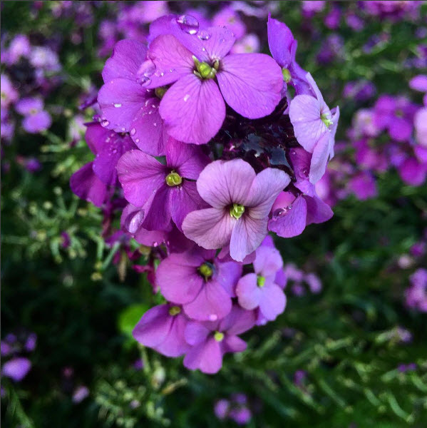 A taste of summer, taken at the Royal Albert Museum. Photo by Meaghan Murphy.