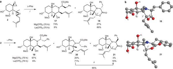 a, Selective formation of perhydroisoindoles, perhydroisoquinolines or morpholinones with phenylalanine as a reaction partner: (i) phenylalanine (2.0 equiv.), M(OTf)n (50 mol%), DTBMP (1.5 equiv.), toluene, 60 °C; (ii) NaOH (2.0 M), tetrahydrofuran, room temperature, 6 h. DTBMP, 2,6-di-tert-butyl-4-methylpyridine; Phe, phenylalanine. b, Molecular models of phenylalanine-derived morpholinones 18 and 21.