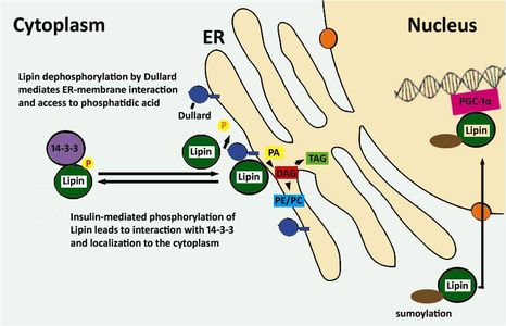 Regulation of lipin