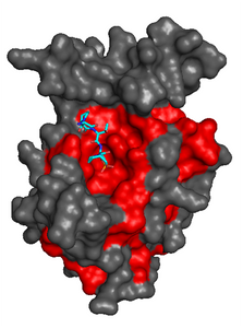 Haloalkanoic Acid Dehalogenase Dullard model