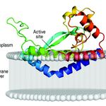 Model of PglC crystal structure sitting in a cell membrane. Bent Î±-helix (blue) reaches halfway into the membrane lipid bilayer.