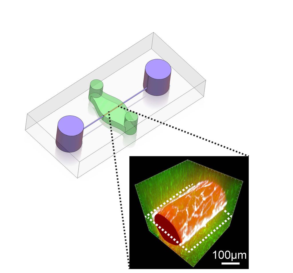 A graphic representation of the chip shows where the manufactured blood vessel sits. The two surrounding circles are where the researchers hook up the simulated blood flow. 