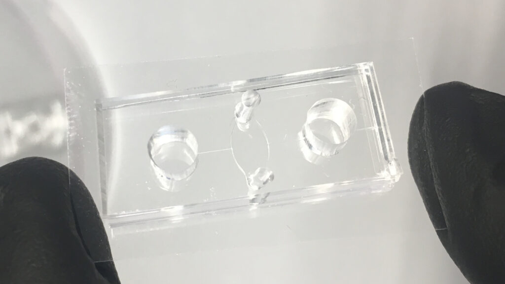 William Polacheck holds the blood vessel-on-a-chip he and Kutys developed to study how blood flow affects vessel integrity.