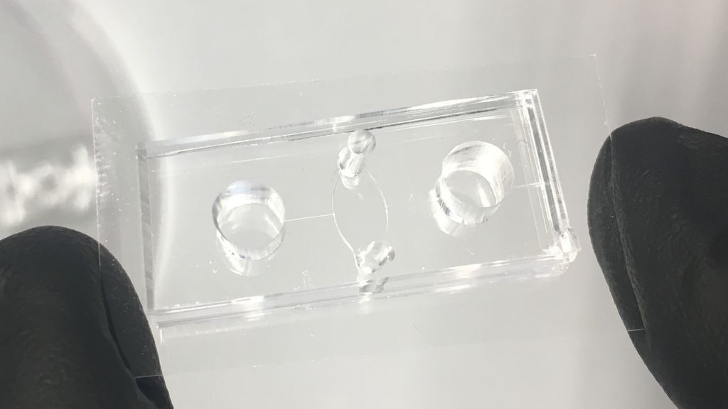 William Polacheck holds the blood vessel-on-a-chip he and Kutys developed to study how blood flow affects vessel integrity.