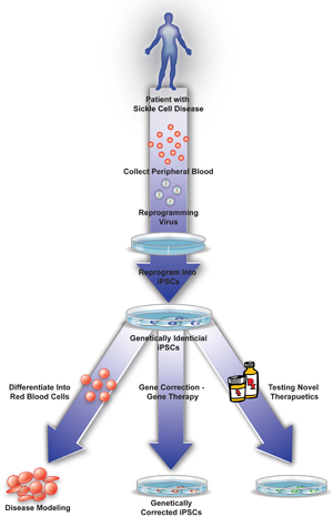 Cell Differentiation Flow Chart