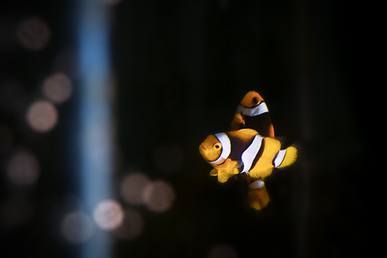 Fish personality, Peter Buston, Clownfish