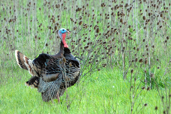 Thanksgiving, Boston