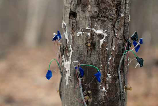 Sap flow sensor on a tree in Harvard Forest experimental forest plot, Pamela Templer, Boston University College of Arts and Sciences biology