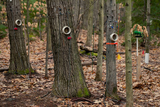 White collars on trees in Harvard Forest experimental forest plot, Pamela Templer, forest biology ecology