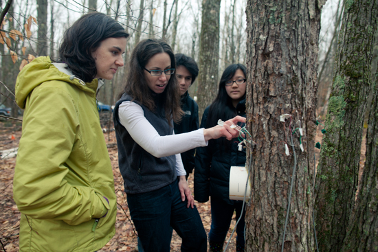 Pamela Templer and students examine a sap flow sensor in Harvard Forest experimental plot