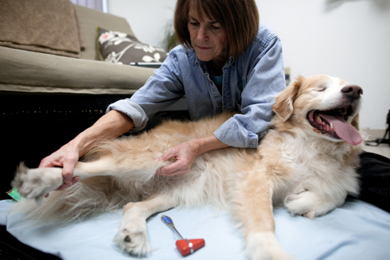 Judy Coates, dog canine physical therapy rehabilitation