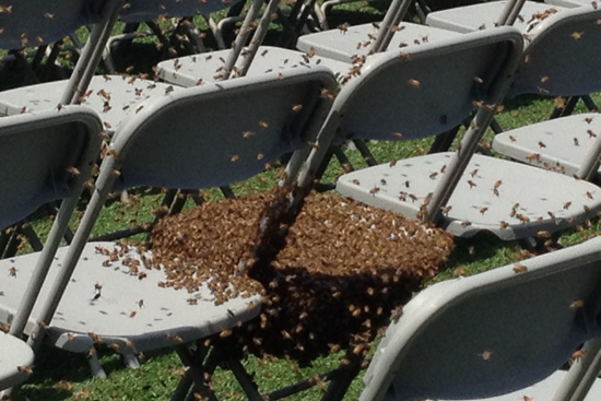 Boston University commencement 2012, honey bee swarm