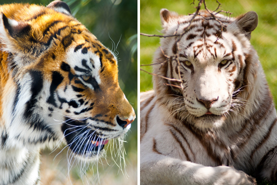 Siberian Bengal tiger, White tiger, Anala, Luther, Franklin Park Zoo, Boston