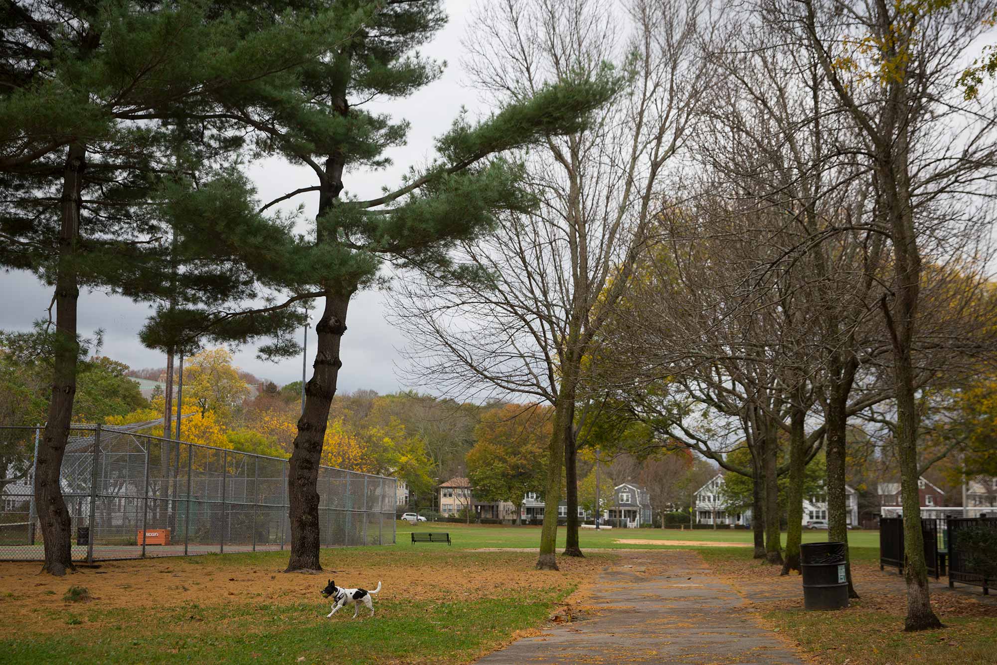 Photo of Roger's Park in Brighton on an overcast day. A small black and white dog runs on the grass.