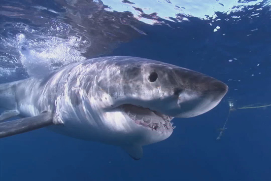 Gregory Skomal shark expert marine biologist, tracking great white sharks