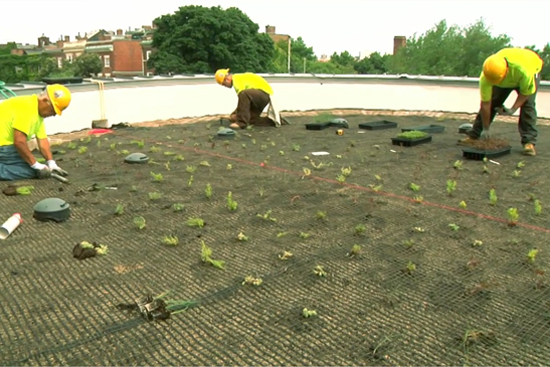 Green roof installation at Boston University BU Center for Student Services, Leadership in Energy and Environmental Design LEED certification, sustainability