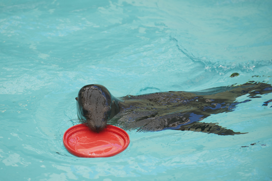 Boston University BU, things to do July 4, New England Aquarium, outdoor seals and sea lions exhibition