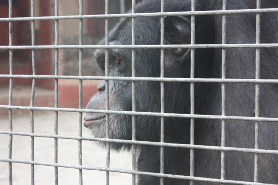 Steven Wise, animal rights, legal personhood chimpanzee, chimpanzee, captivity, zoo, research animals