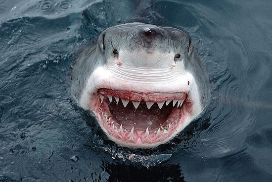 Jaws at Coolidge Corner Theater Boston University, things to do labor day weekend, Coolidge Corner Theatre, Jaws, Oscar-winning Steven Spielberg