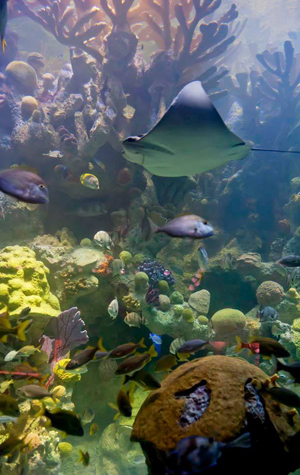 Visit the aquarium’s star exhibition, the Giant Ocean Tank, which recently reopened after a  major renovation.   Photo courtesy of the  New England Aquarium