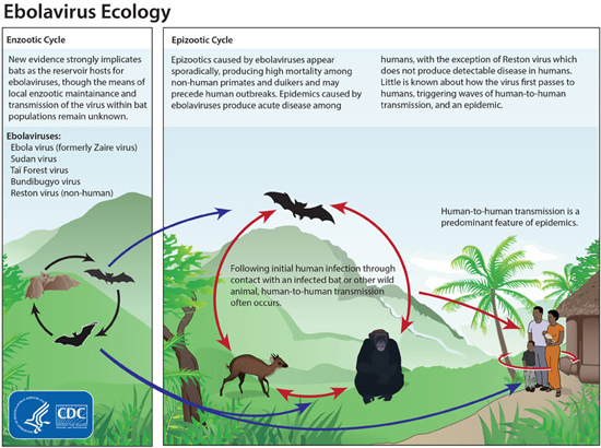 ebola virus disease, ebola hemorrhagic fever, ebola virus ecology, ebola virus reproduction, ebola virus transmission