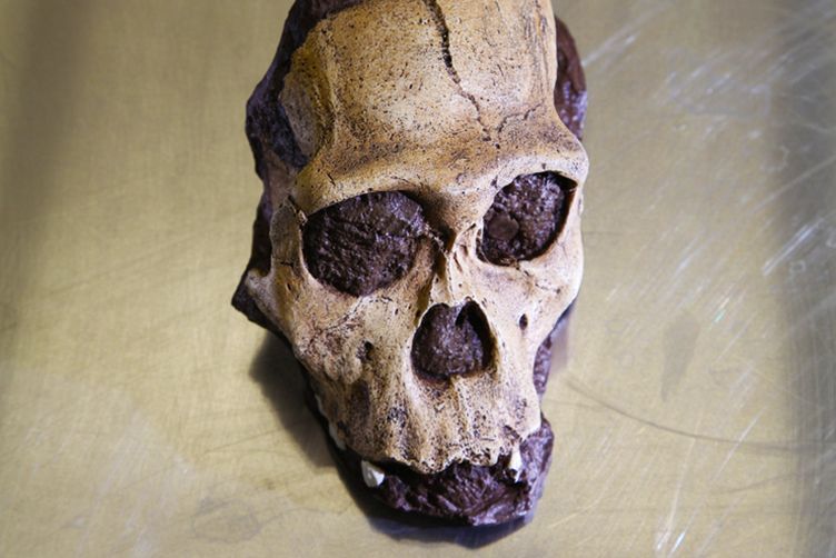 Australopithecus skull