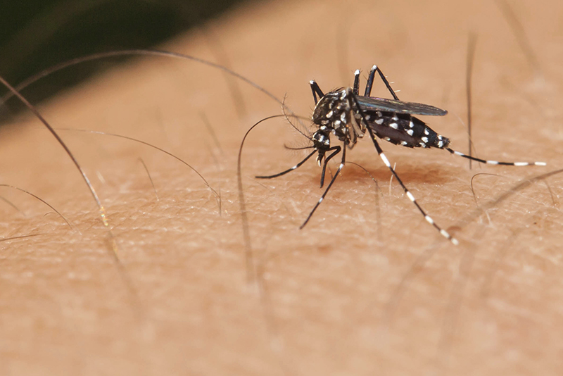 Aedes aegypti mosquito