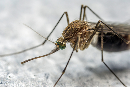 Mosquitoes have killed more people than any other animal, even before the outbreak of Zika virus. While rarely fatal, Zika has been linked to sometimes-lethal microcephaly in babies.