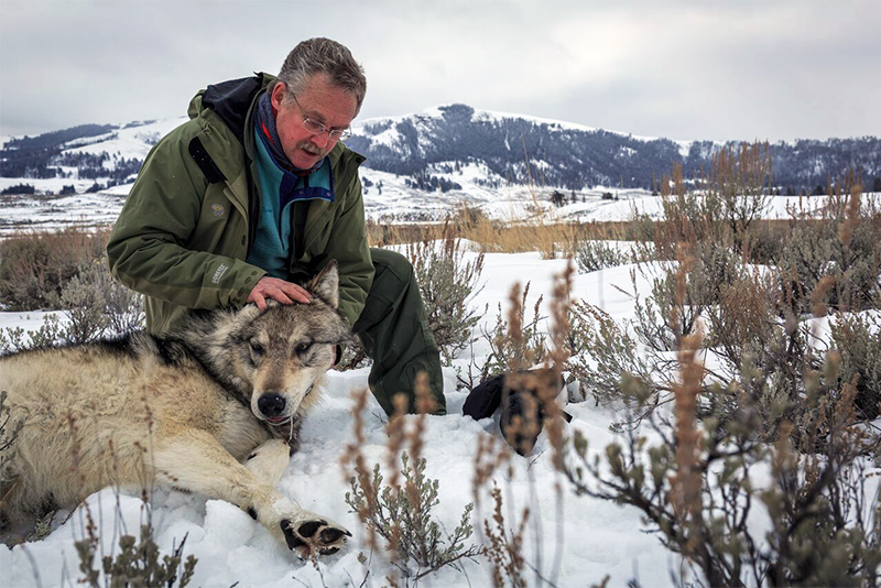 David holding the head of a tranquilized wolf in the backcountry of Yellowstone Park