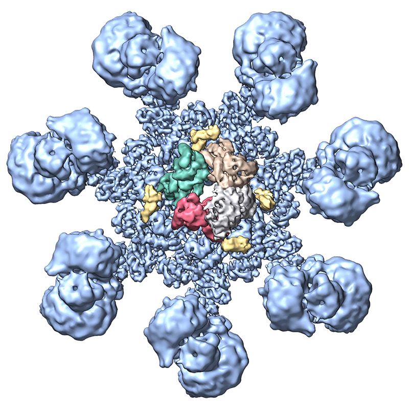 model of active human apoptosome