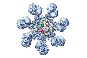 model of active human apoptosome