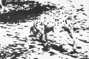 Image of black dots of a dalmation