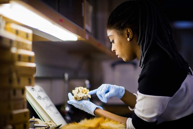 Kelsie Henderson examining wolf skull