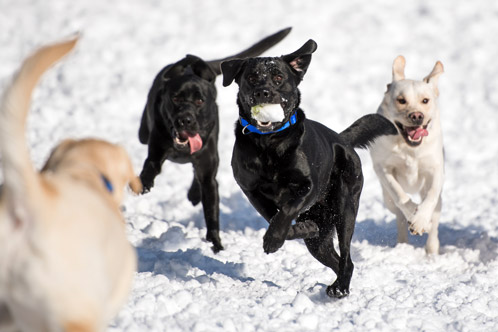 Gem romps with other assistance dogs in training at the Canine Companion's Northeast Training Center dog park