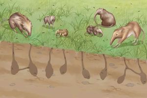 Page from Deborah Kelemen's book How the Piloses Evolved Skinny Noses