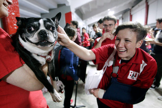 Shannon Rainsford (CAS'17), pets 'Rhett' the Boston Terrier as he is held by owner and alum Cal Iwanicki during the Terrier Tailgate festivities prior to the Women's Soccer game against Cincinnati at Nickerson Field. Matthew Healey 