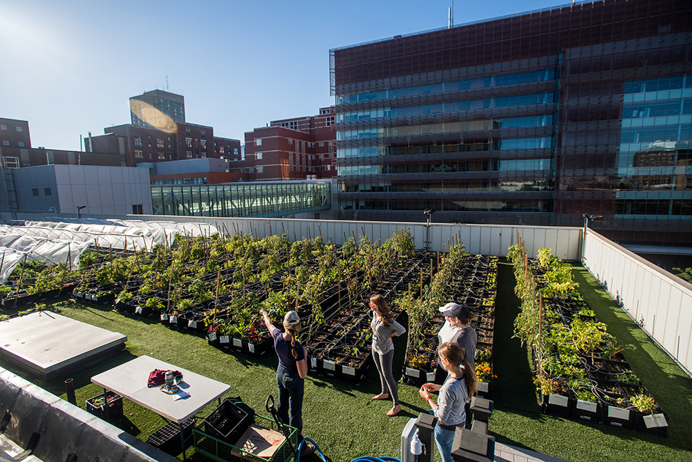 The city’s largest rooftop farm and the only hospital-based farm in Massachusetts,
