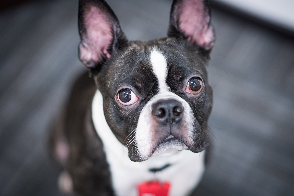 Auggie, a three-year-old Boston terrier, serves as a therapy dog at the BU Sexual Assault Response and Prevention Center (SARP)