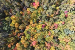 Harvard Forest in Petersham, Mass., is a more than 3,700-acre ecological research area where scientists have been carrying out experiments since 1907.