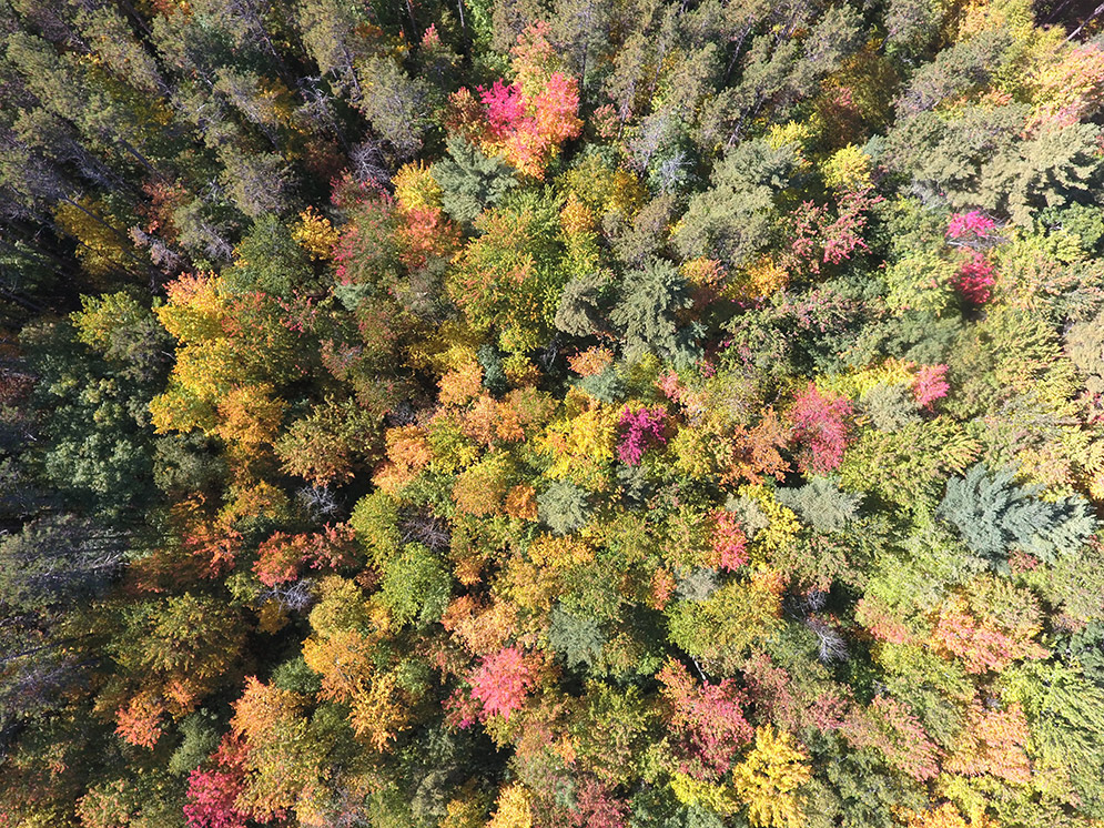 Harvard Forest in Petersham, Mass., is a more than 3,700-acre ecological research area where scientists have been carrying out experiments since 1907.