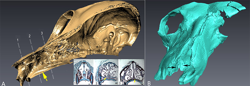 3D model comparison of the cranium of a Javan slow loris and a fossil primate called Notharctus tenebrosus.