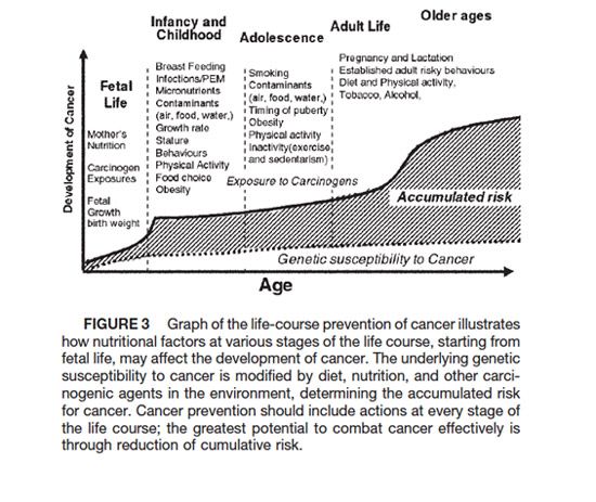 Figure 2. Uauy R, Solomons N. (2005). Diet, nutrition, and the life-course approach to cancer prevention. J. Nutr., 135(12 Suppl), 2934S-2945S.