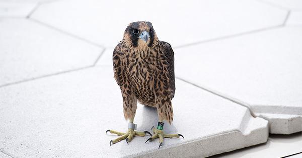 A Steep Learning Curve for BU's Baby Falcons | BU Today | Boston University